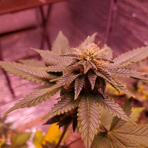 Girl Scout Crack (soil) growlog timeline photo
