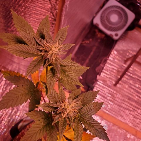 Girl Scout Crack (soil) growlog timeline photo