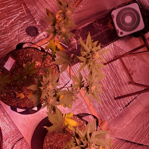 Girl Scout Crack (soil) growlog timeline photo