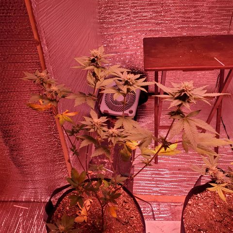 Girl Scout Crack (soil) growlog timeline photo
