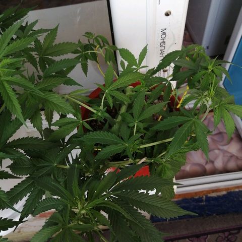 Northern lights auto #2 growlog timeline photo