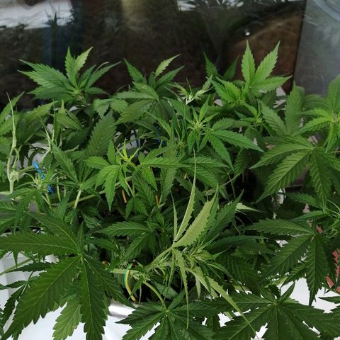 Northern lights auto #4 growlog timeline photo
