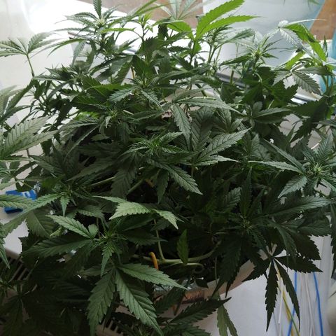 Northern lights auto #4 growlog timeline photo