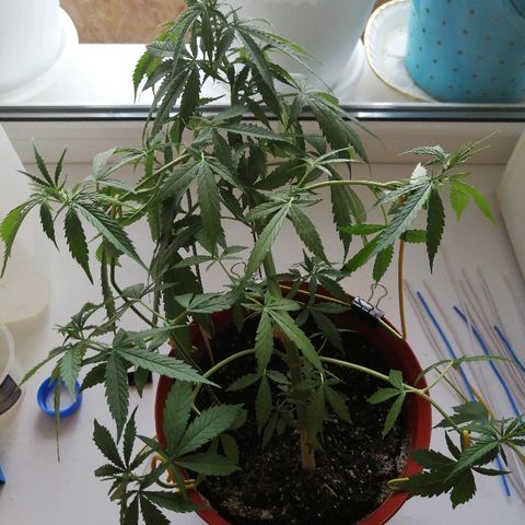 Northern lights auto #2 growlog timeline photo