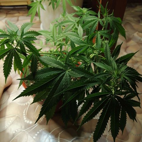Northern lights auto #2 growlog timeline photo