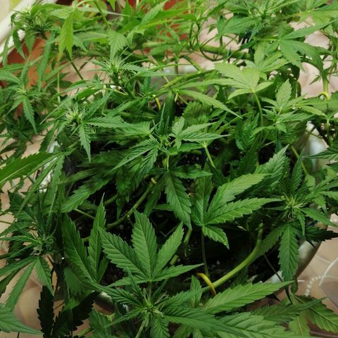 Northern lights auto #4 growlog timeline photo