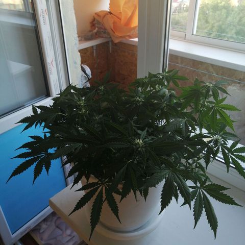 Northern lights auto #4 growlog timeline photo