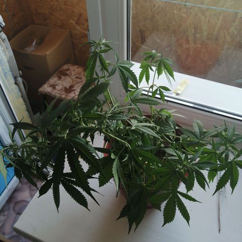Northern lights auto #2 growlog timeline photo