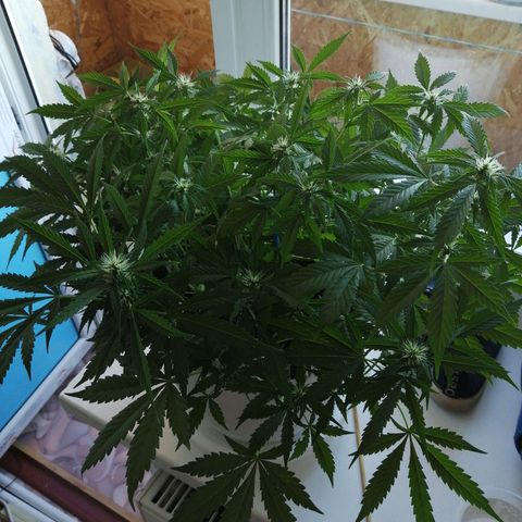 Northern lights auto #4 growlog timeline photo