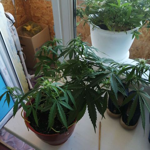 Northern lights auto #2 growlog timeline photo