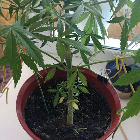 Northern lights auto #2 growlog timeline photo