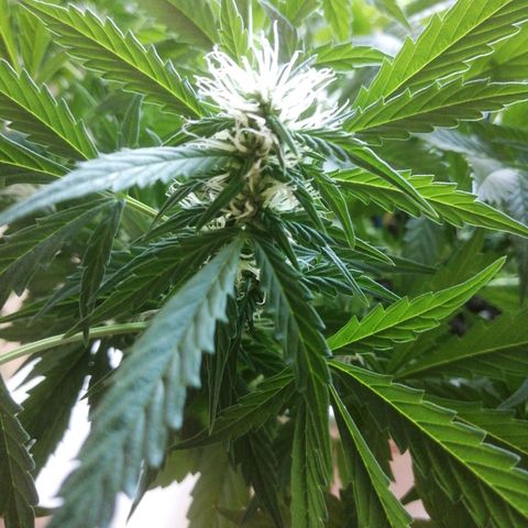 Northern lights auto #4 growlog timeline photo