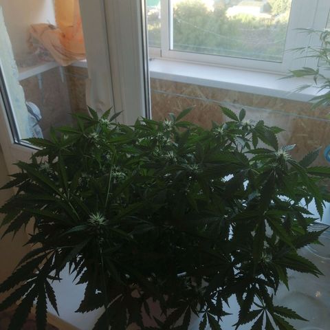 Northern lights auto #4 growlog timeline photo