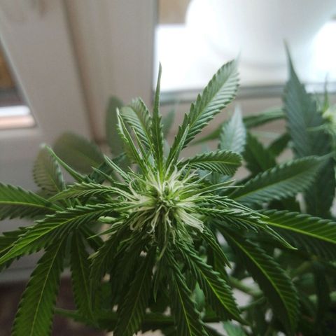 Northern lights auto #2 growlog timeline photo