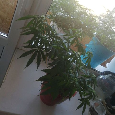 Northern lights auto #2 growlog timeline photo