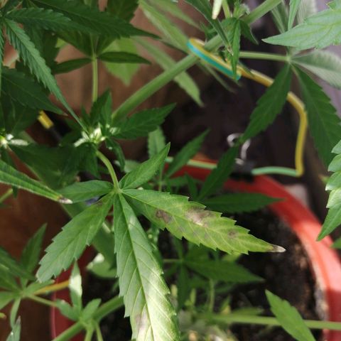 Northern lights auto #2 growlog timeline photo