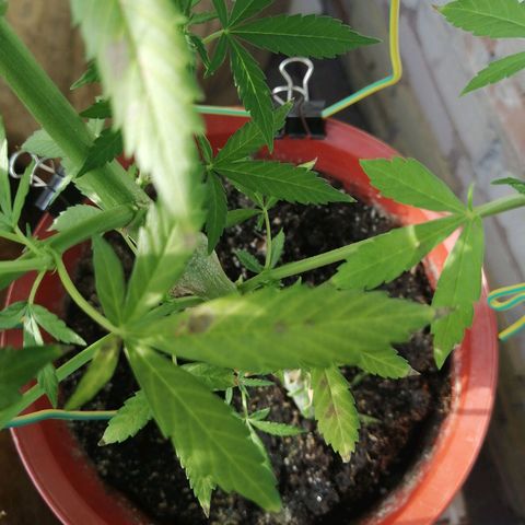 Northern lights auto #2 growlog timeline photo