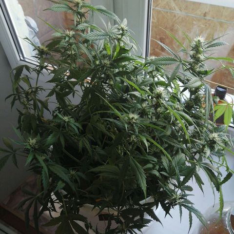 Northern lights auto #4 growlog photo: Сохнет 😔