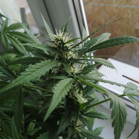 Northern lights auto #4 growlog timeline photo