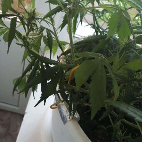 Northern lights auto #4 growlog photo: Сохнет 😔
