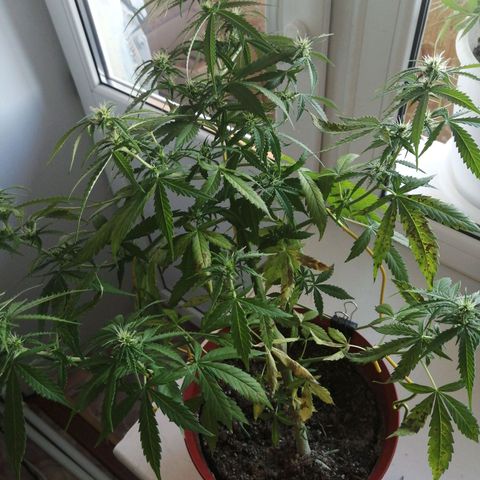 Northern lights auto #2 growlog timeline photo