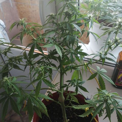 Northern lights auto #2 growlog timeline photo