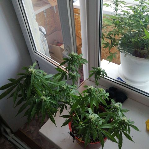 Northern lights auto #2 growlog timeline photo