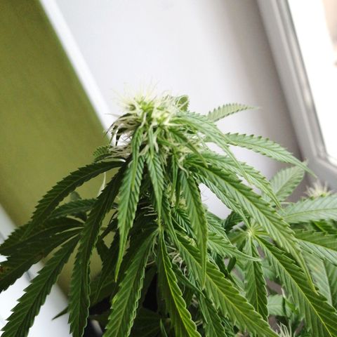 Northern lights auto #2 growlog timeline photo