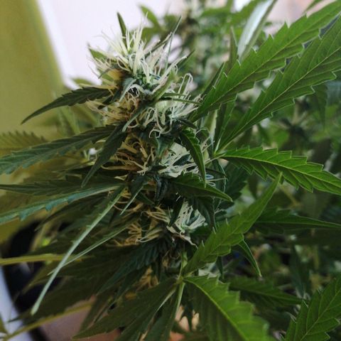 Northern lights auto #4 growlog timeline photo