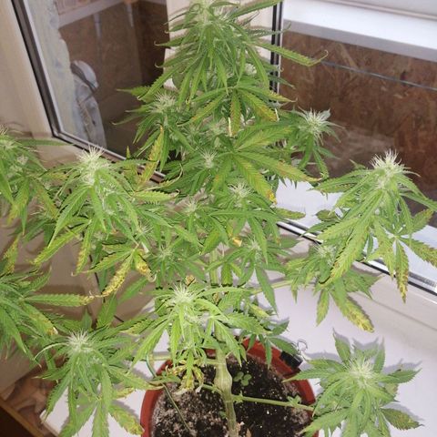 Northern lights auto #2 growlog timeline photo