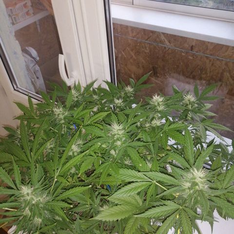 Northern lights auto #4 growlog timeline photo