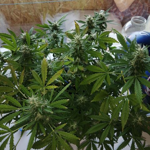 Northern lights auto #4 growlog timeline photo