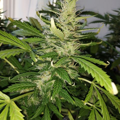 Northern lights auto #4 growlog timeline photo