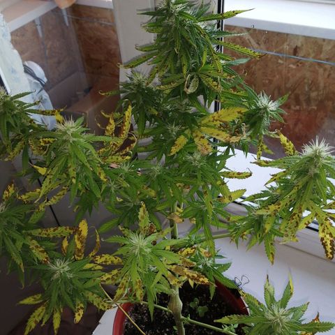 Northern lights auto #2 growlog timeline photo