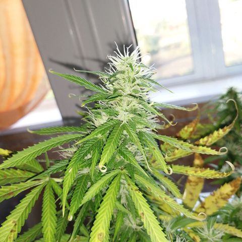 Northern lights auto #2 growlog timeline photo