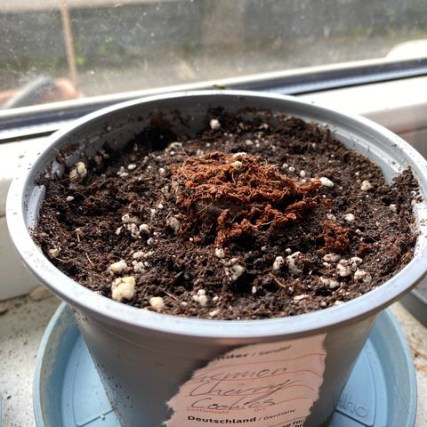 Lemon Cherry Cookies  growlog photo: The seed is showing its head 