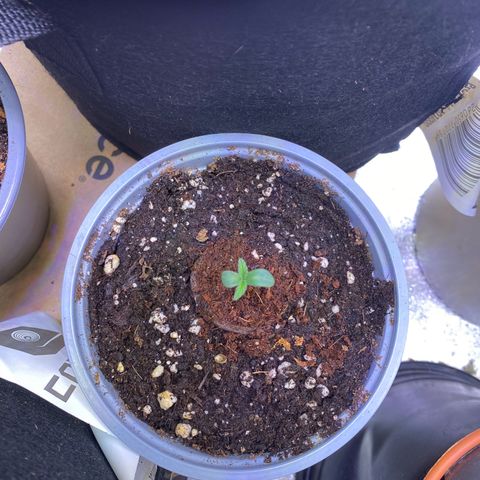 Lemon Cherry Cookies  growlog photo: After a whole day in the tent with the big lady’s 