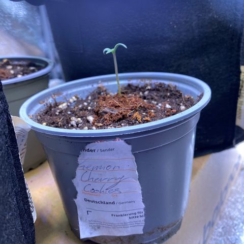 Lemon Cherry Cookies  growlog photo: After a whole day in the tent with the big lady’s 