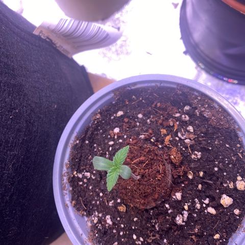 Lemon Cherry Cookies  growlog timeline photo