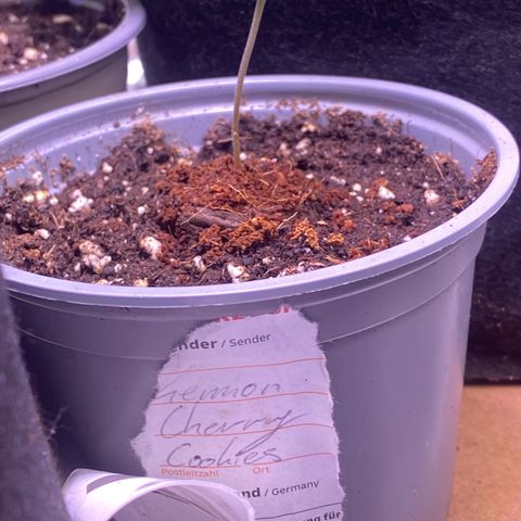 Lemon Cherry Cookies  growlog timeline photo