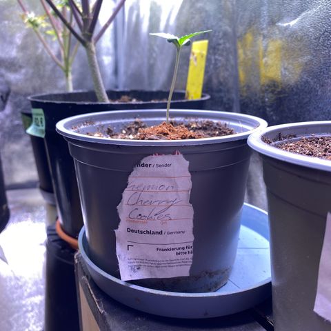 Lemon Cherry Cookies  growlog photo: Moved them a bit and raised them so they are a bit closer to the light and more central below it compared to before 
