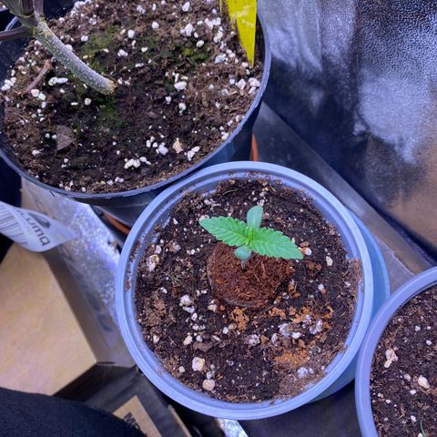 Lemon Cherry Cookies  growlog timeline photo