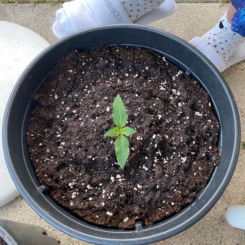 Lemon Cherry Cookies  growlog timeline photo