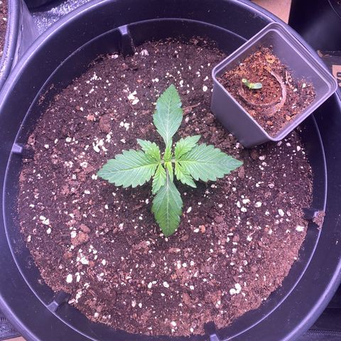 Lemon Cherry Cookies  growlog timeline photo