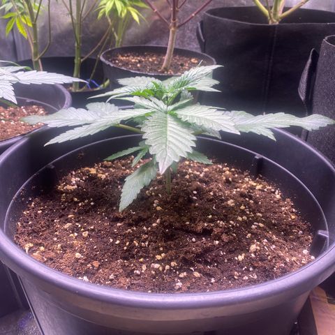 Lemon Cherry Cookies  growlog timeline photo
