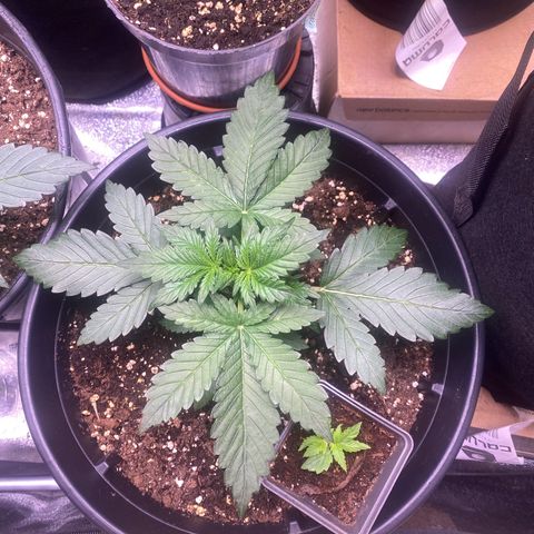 Lemon Cherry Cookies  growlog timeline photo