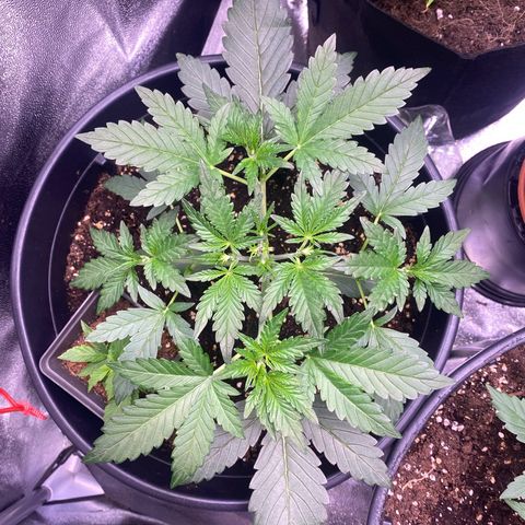 Lemon Cherry Cookies  growlog timeline photo