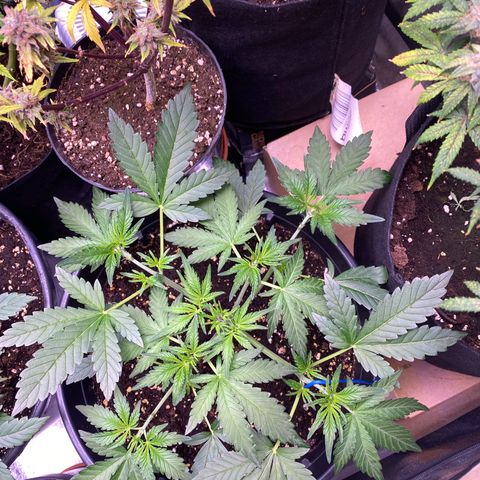 Lemon Cherry Cookies  growlog timeline photo