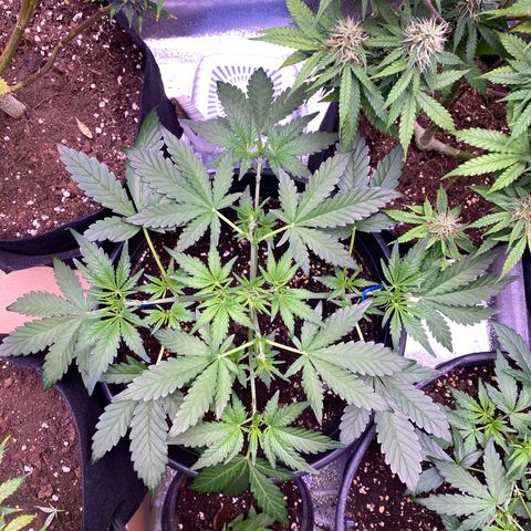 Lemon Cherry Cookies  growlog timeline photo
