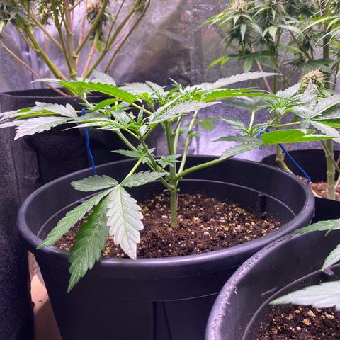 Lemon Cherry Cookies  growlog timeline photo